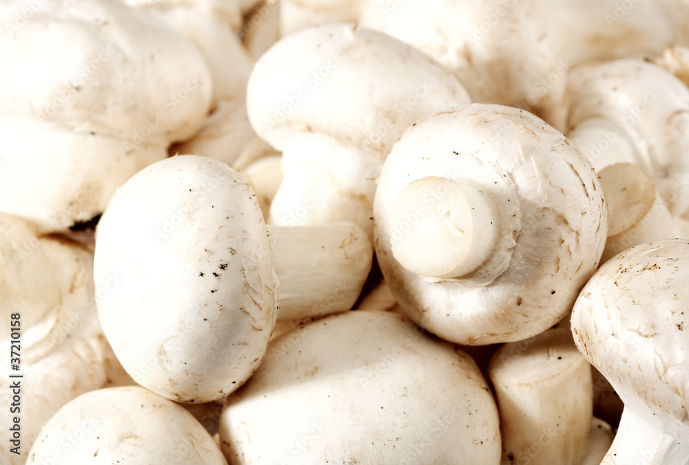 raw fresh mushrooms backgrounds raw fresh mushrooms backgrounds