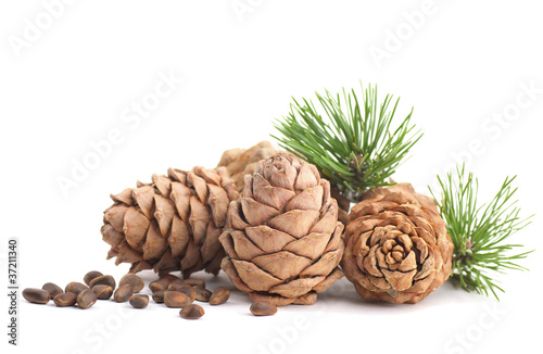 Cedar cones with branch on a white background photo