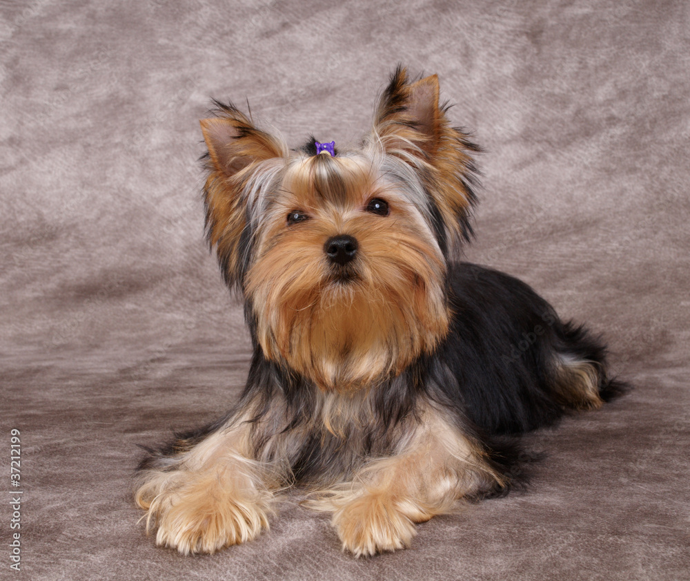 Puppy of the Yorkshire Terrier