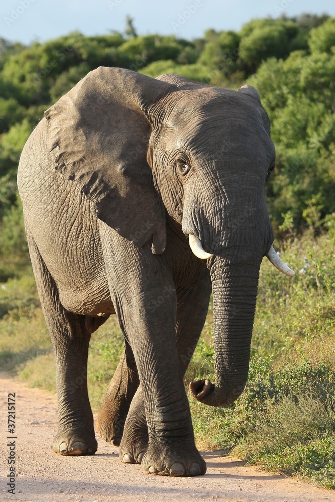 Fototapeta premium African Elephant Walking