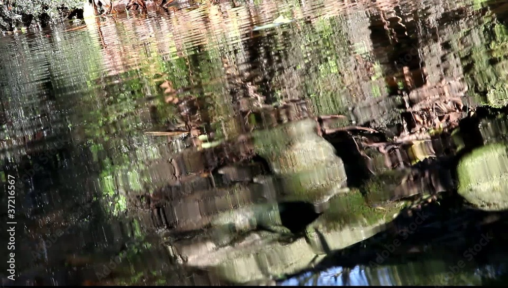 feuille flottante