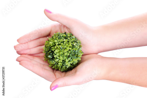 hands holding plant photo