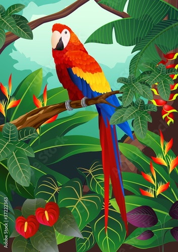 Detailed macaw bird vector