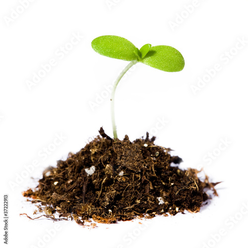 Handful of the ground and plant