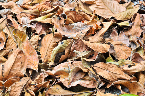 Leaf dry pattern for background.
