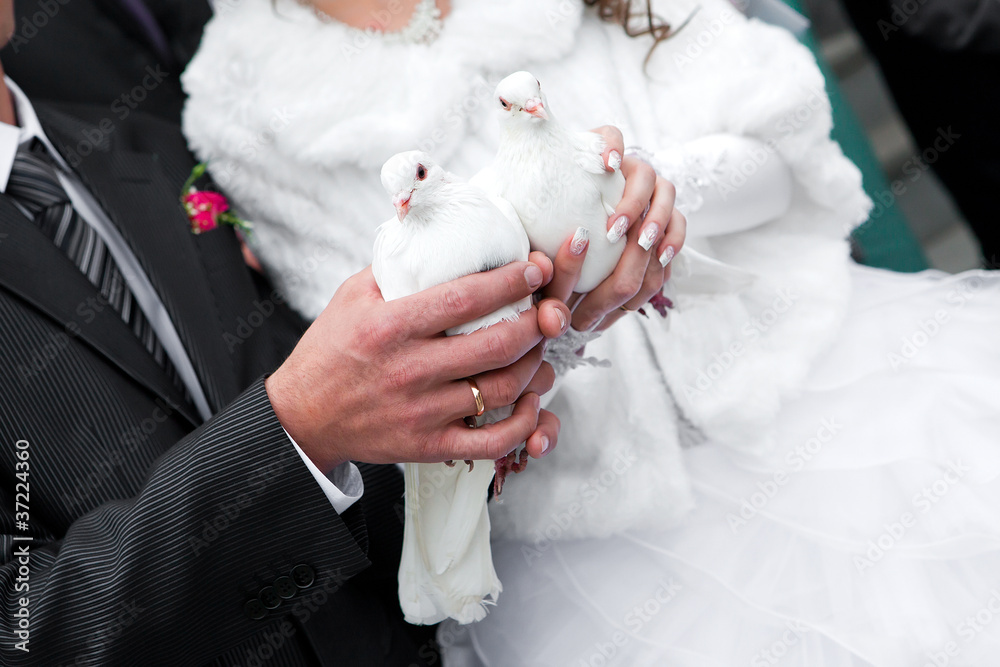 Wedding pigeons in hands of the groom and the bride Wedding pigeons in hands of the groom and the bride