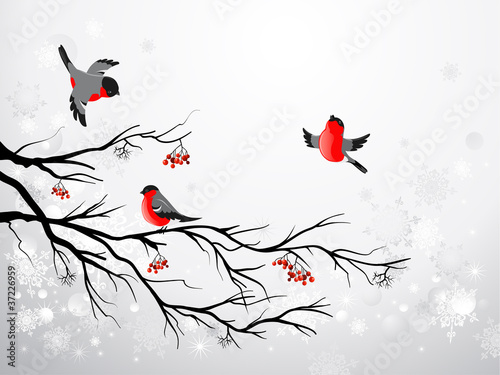 Canvas Print Branch and birds bullfinch