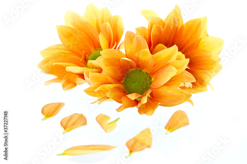 orange flowers Chrysanthemum
