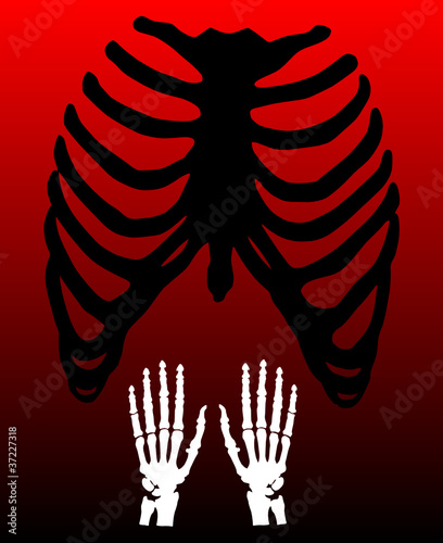 human skeleton vector, arms and chest