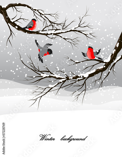 Winter background with bullfinch