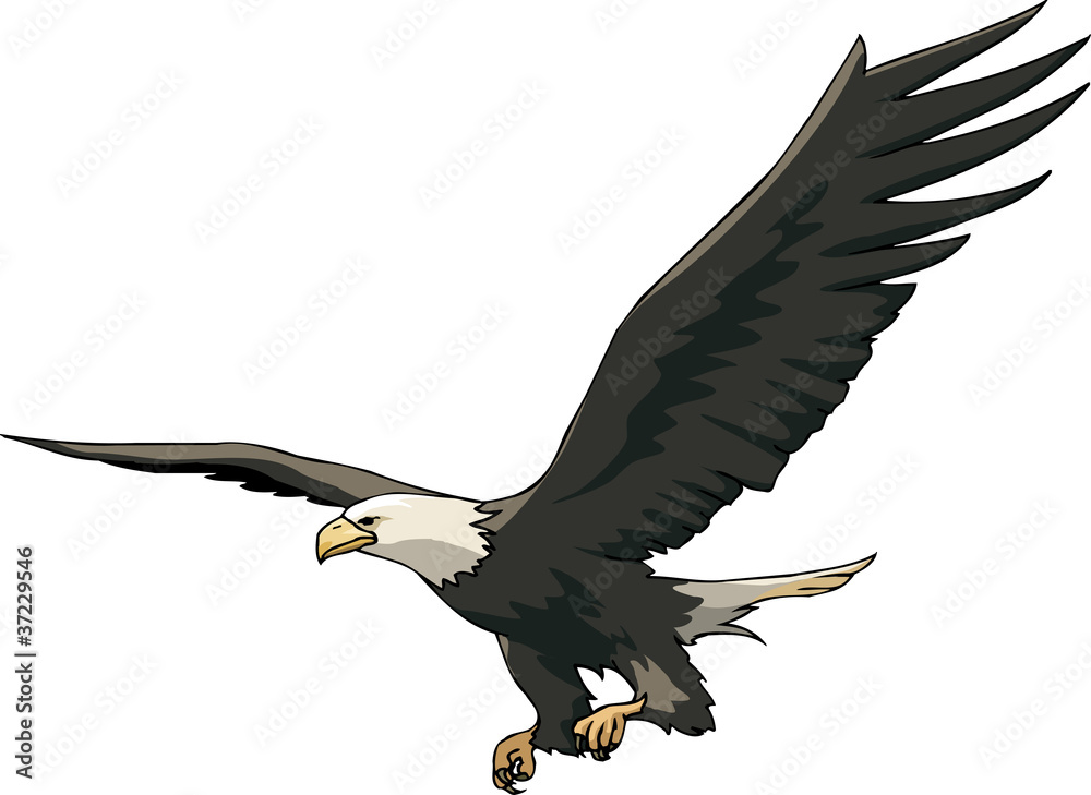 Fototapeta premium Flight of eagle