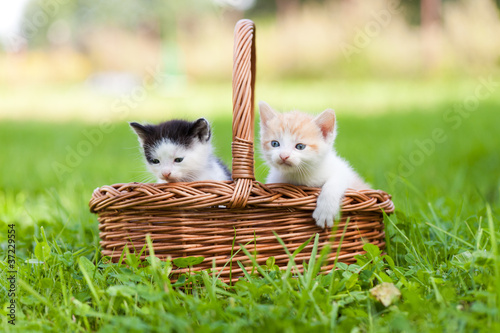 Two little cats in basket outdoors