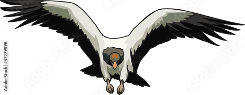 Hawk