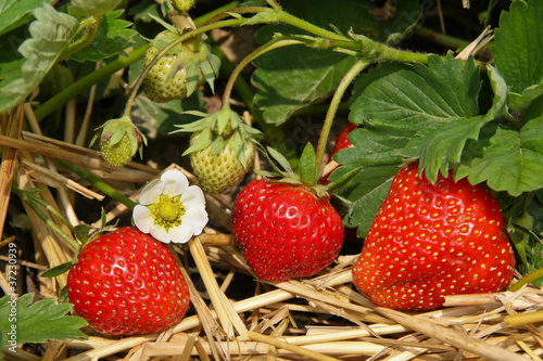 Strawberrys in the garden