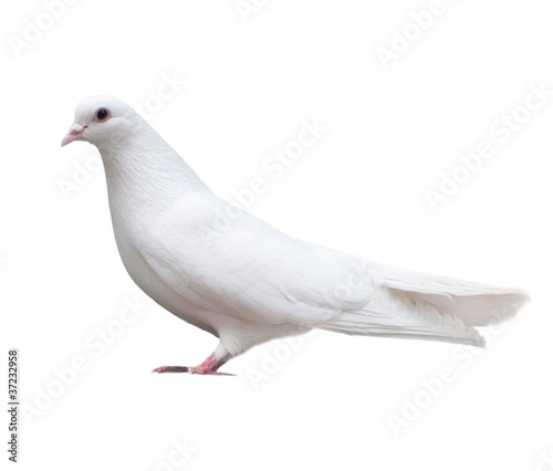 white dove sits isolated
