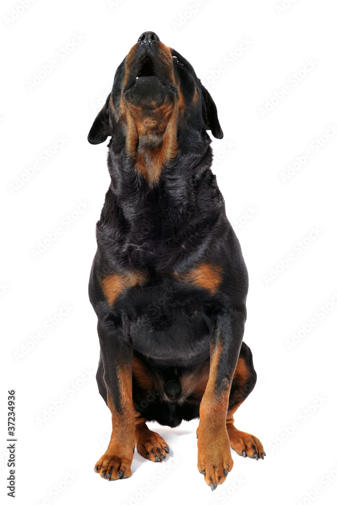 Obraz premium rottweiler aboyant