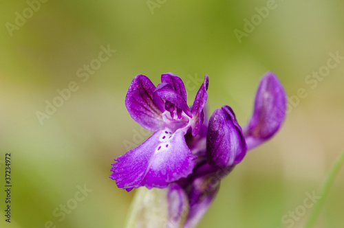 Bory´s orchid - Orchis boryi, Crete