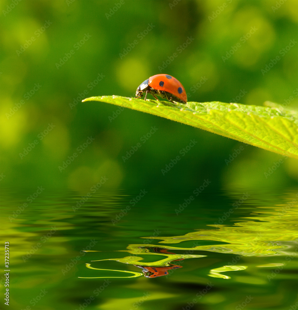 Obraz premium Red ladybug (Coccinella septempunctata) on green leaf