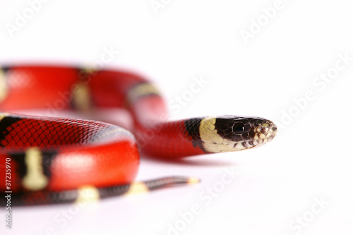 Schlange Snake Königsnatter Lampropeltis