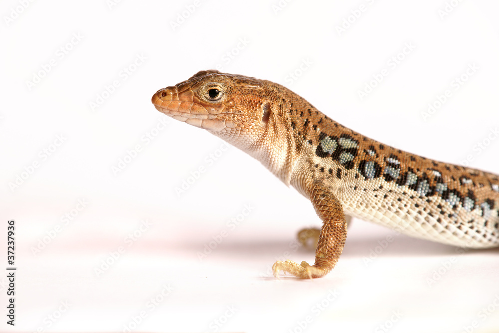 Eidechse Gecko Lizzard Eidechse Gecko Lizzard