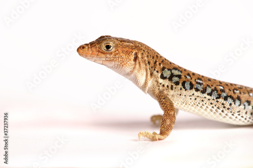 Eidechse Gecko Lizzard