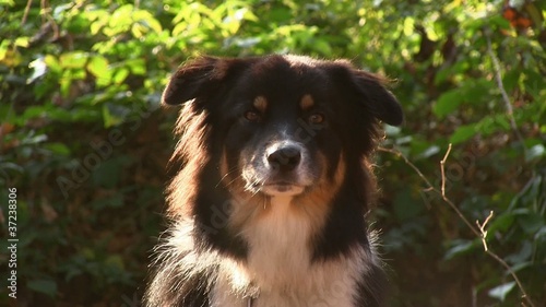 bellender Hund