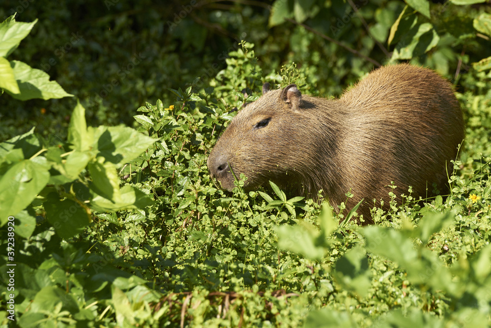 Capivara - Wasserschwein Capivara - Wasserschwein