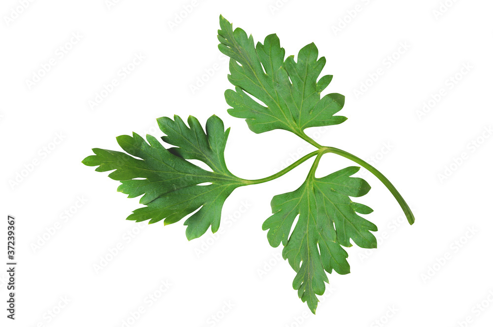 fresh parsley leaf isolated on white background fresh parsley leaf isolated on white background