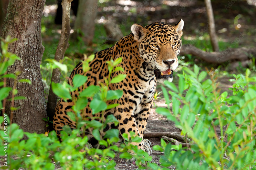 Naklejka premium Jaguar in wildlife park of Yucatan in Mexico