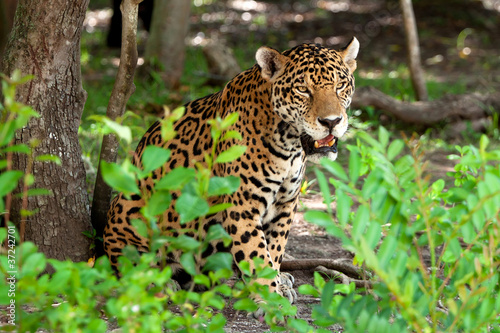 Jaguar in wildlife park of Yucatan in Mexico