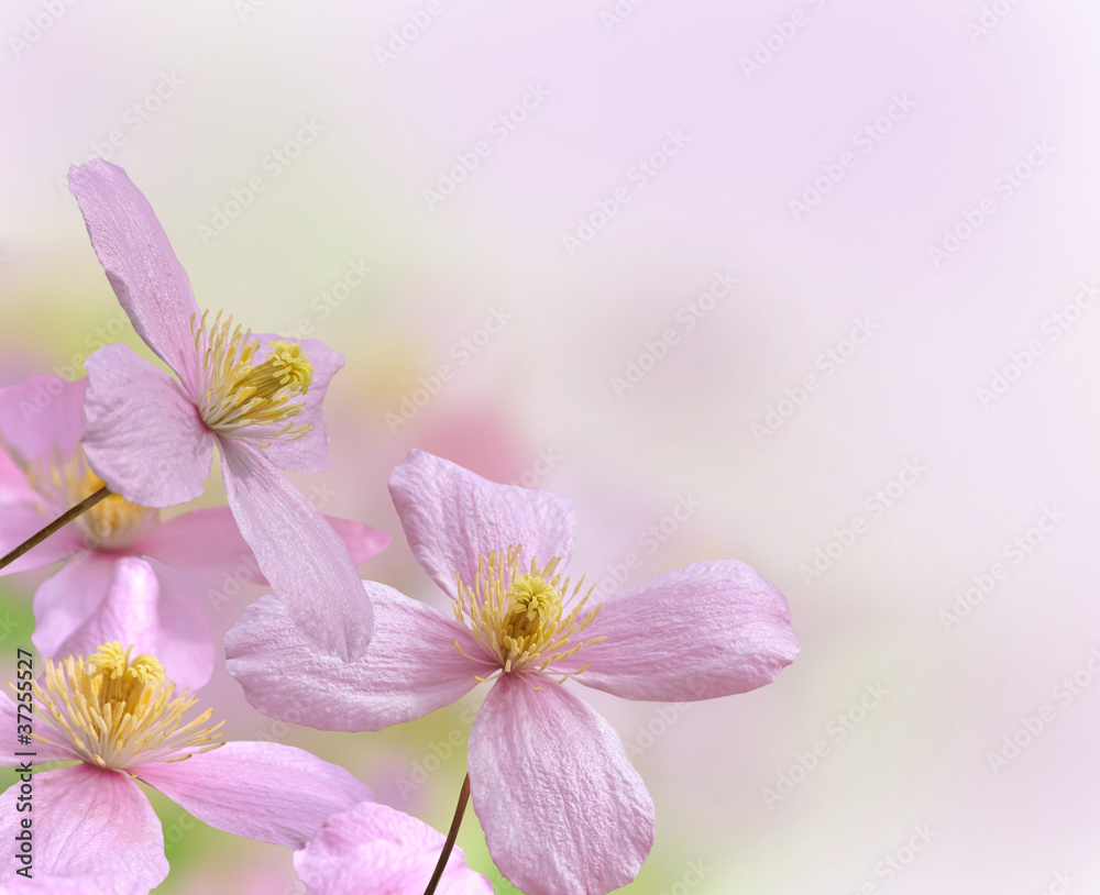 Obraz premium clématite montana