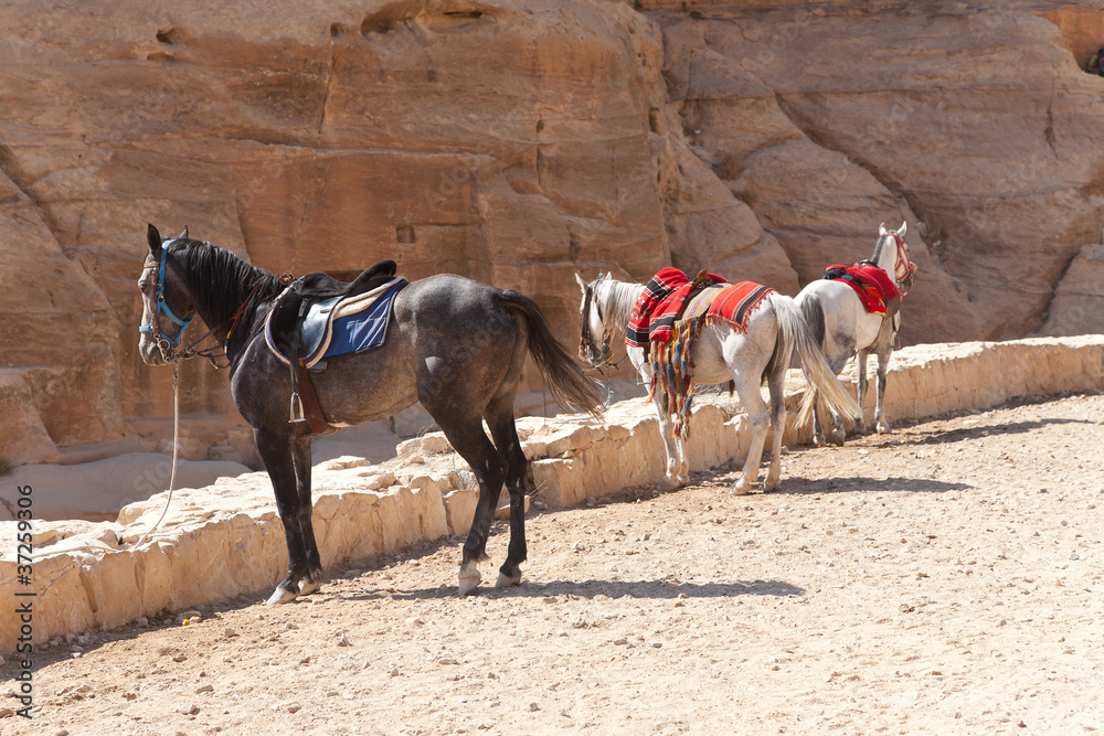 Chevaux a Pétra, Jordanie Chevaux a Pétra, Jordanie