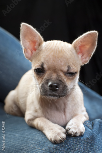 cute chihuahua puppy close-up on blue jeans