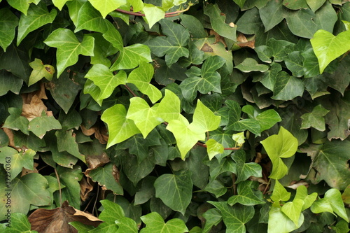 foglie di edera