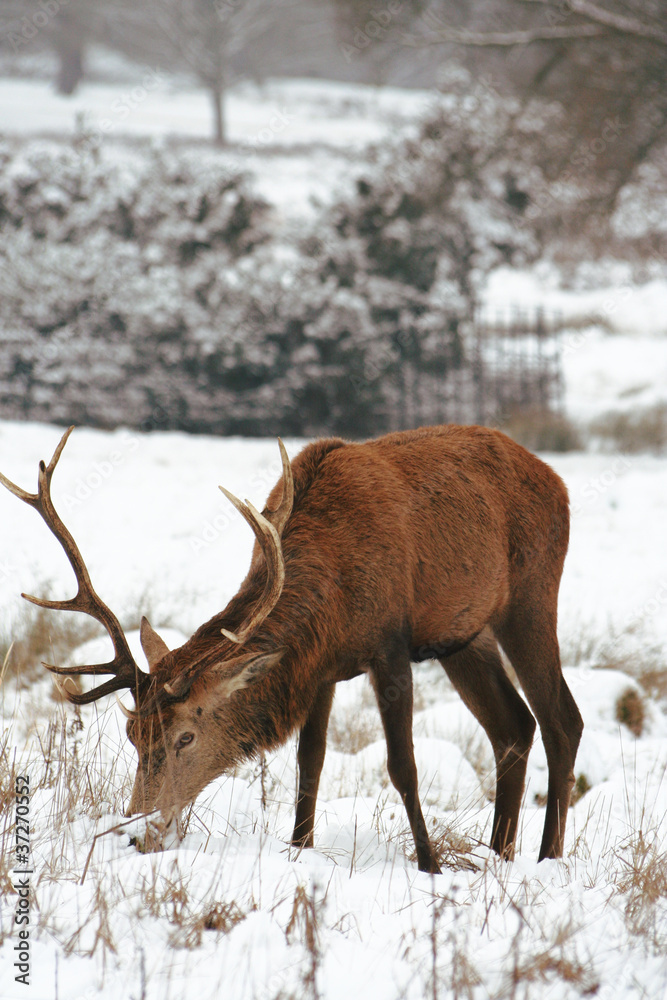 Fototapeta premium Deer in the snow Covered Richmond Park