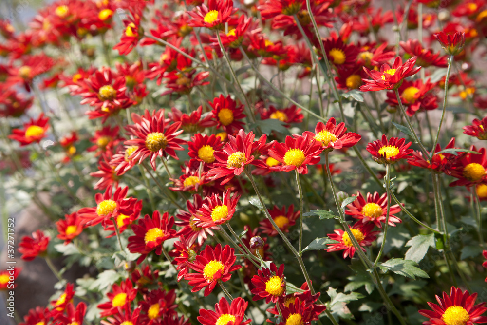 Chrysanthemum red