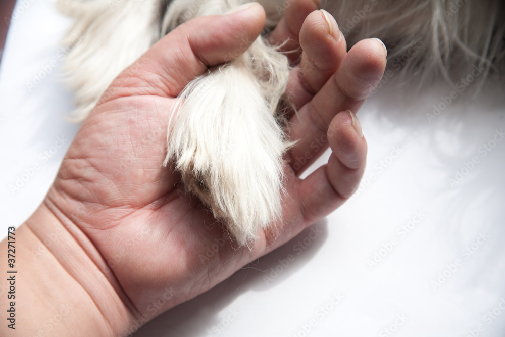 holding doggy hand holding doggy hand