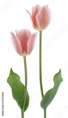 Fototapeta Naklejka Na Ścianę i Meble -  tulip