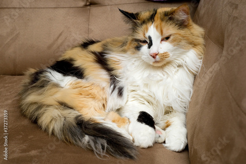 Calico Cat Half Asleep