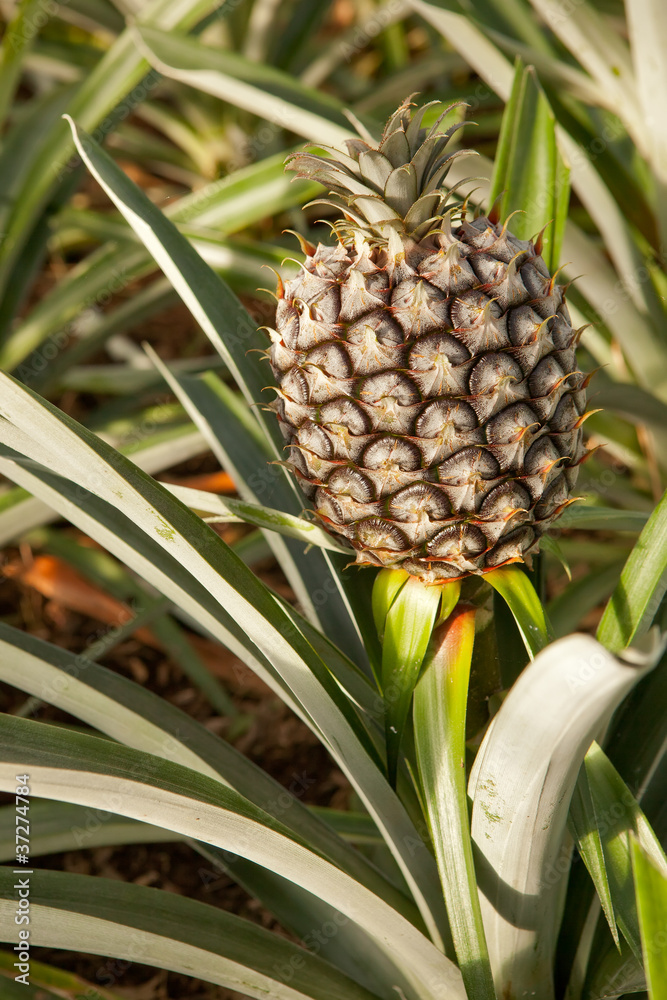 Pineapple growing