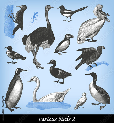 Engraving vintage Bird set.