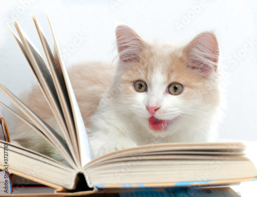 Little cat read a book, isolated on a white background
