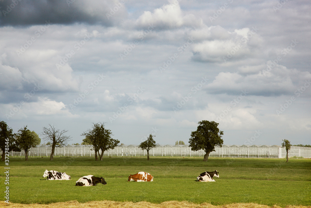 Four cows resting in front of greenhouses