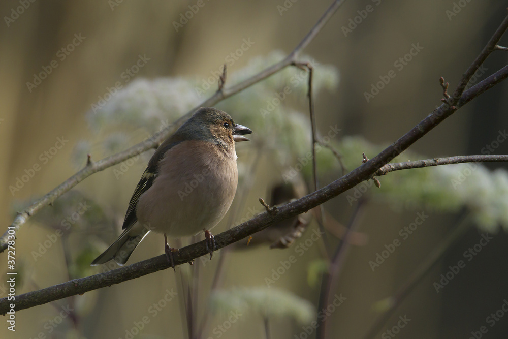Obraz premium Pinson des arbres