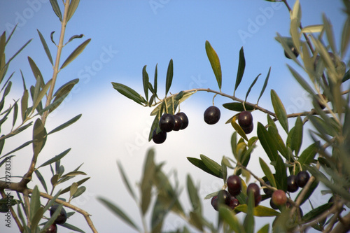 olive nere sull'albero