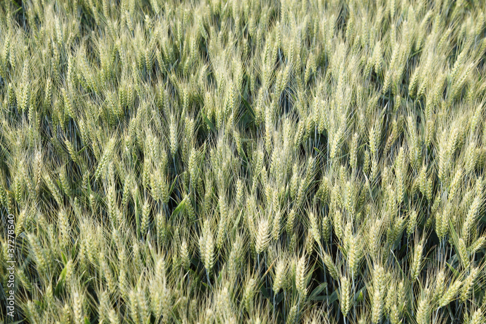 Wheat field from above