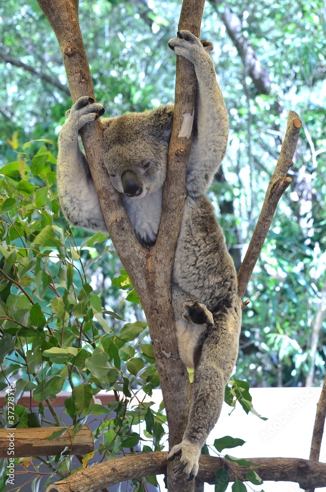 Obraz premium コアラ 全身