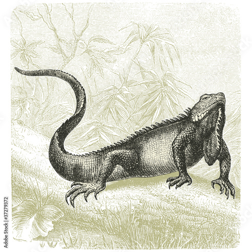 Iguana