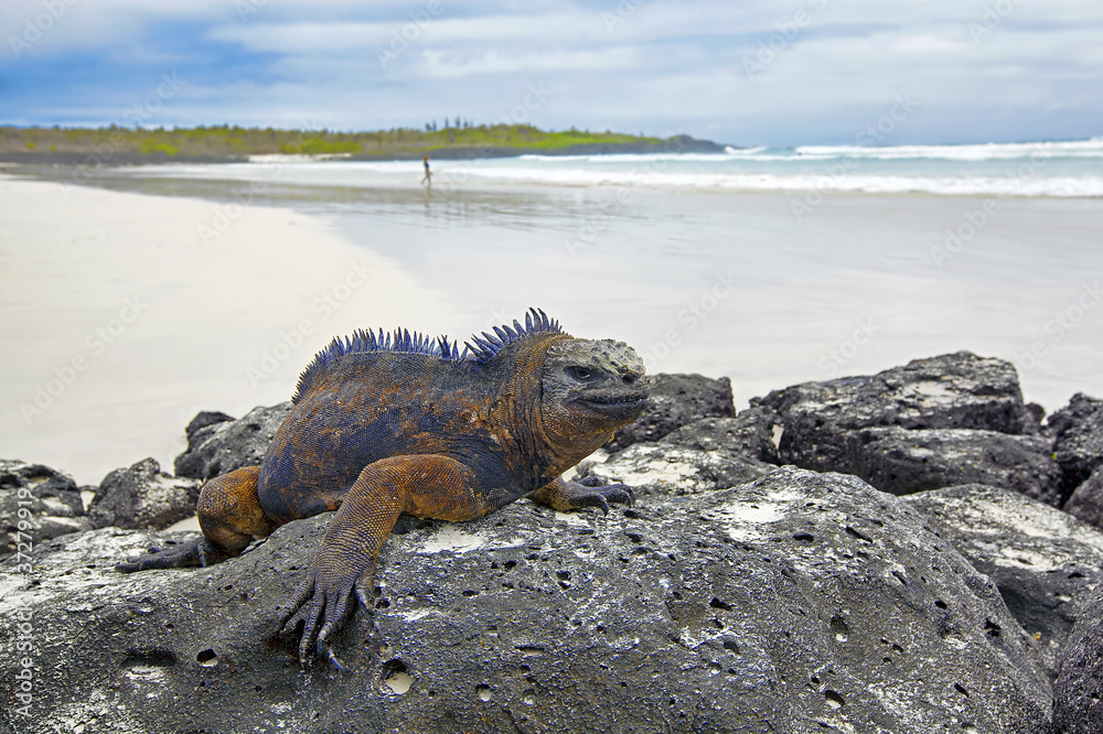 Obraz premium Galapagos marine Iguana