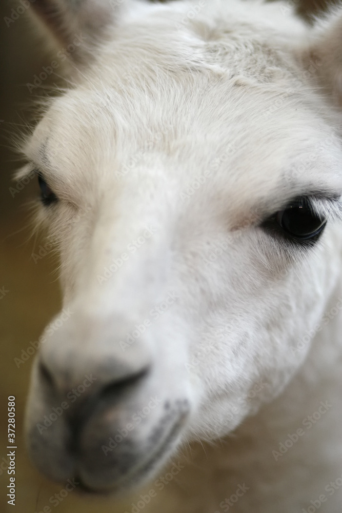 llama vertical portrait